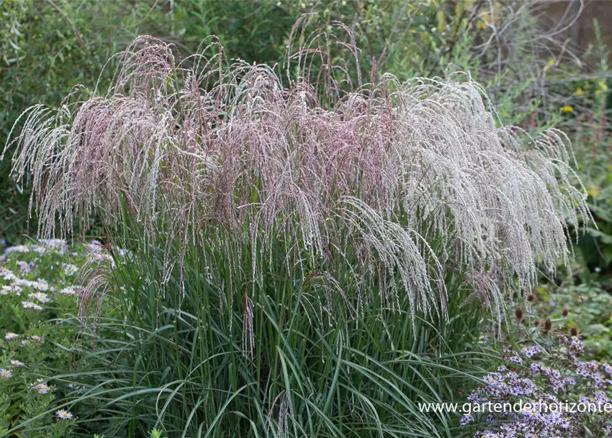 Garten-Chinaschilf 'Champagner'