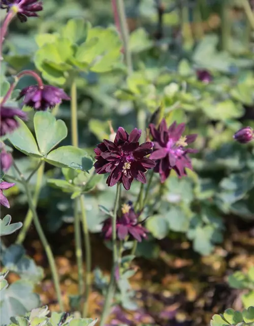 Garten-Akelei 'Black Barlow'