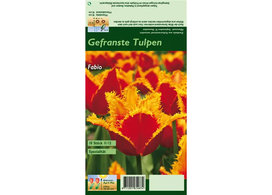 Gefranste Tulpe 'Fabio'