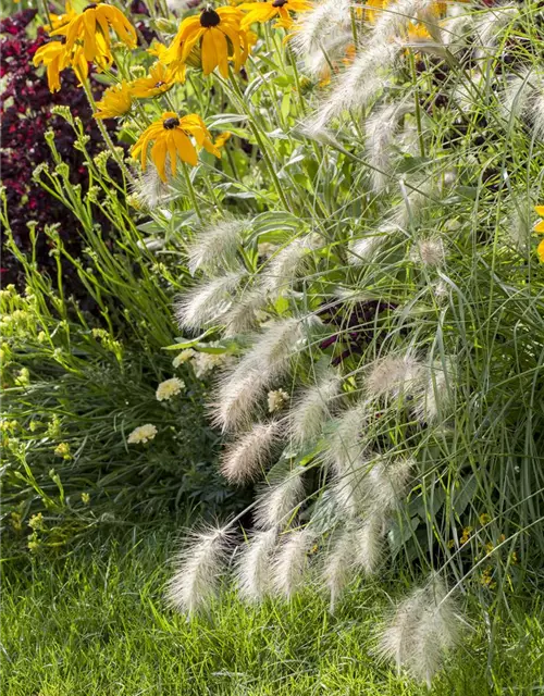 Garten-Federborstengras 'Hameln'