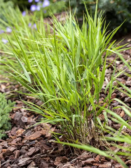 Hakonechloa macra