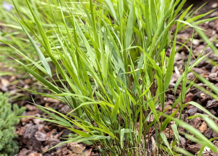 Hakonechloa macra