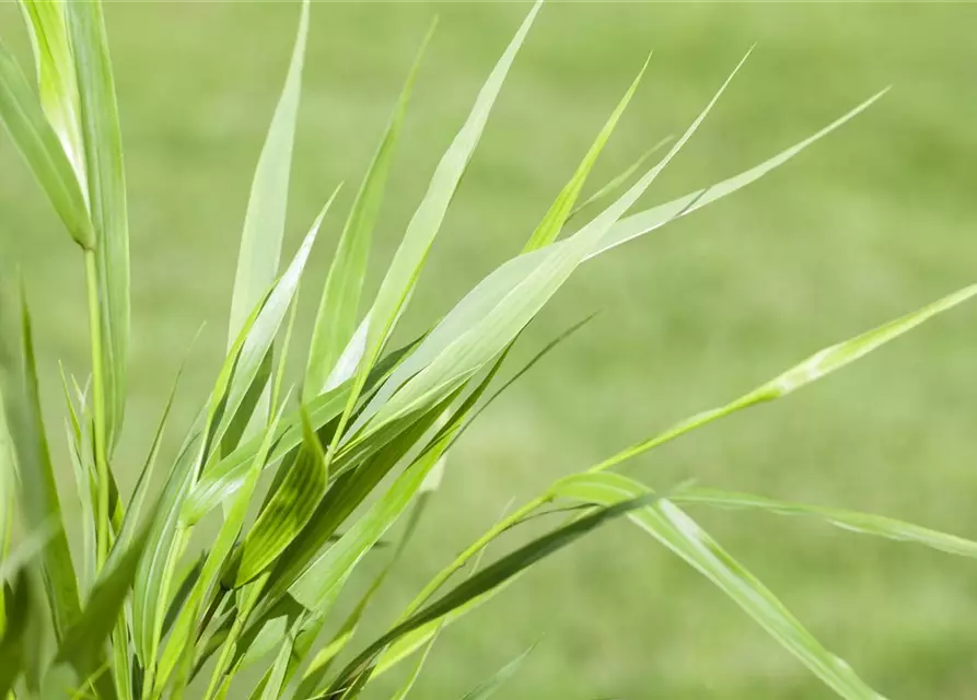 Hakonechloa macra