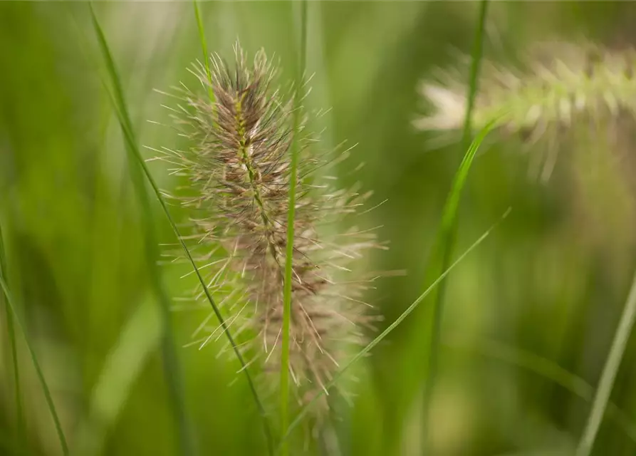 Garten-Federborstengras 'Hameln'