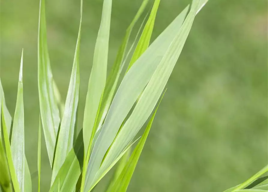 Hakonechloa macra