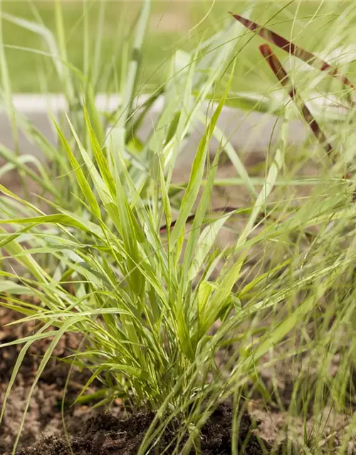 Hakonechloa macra