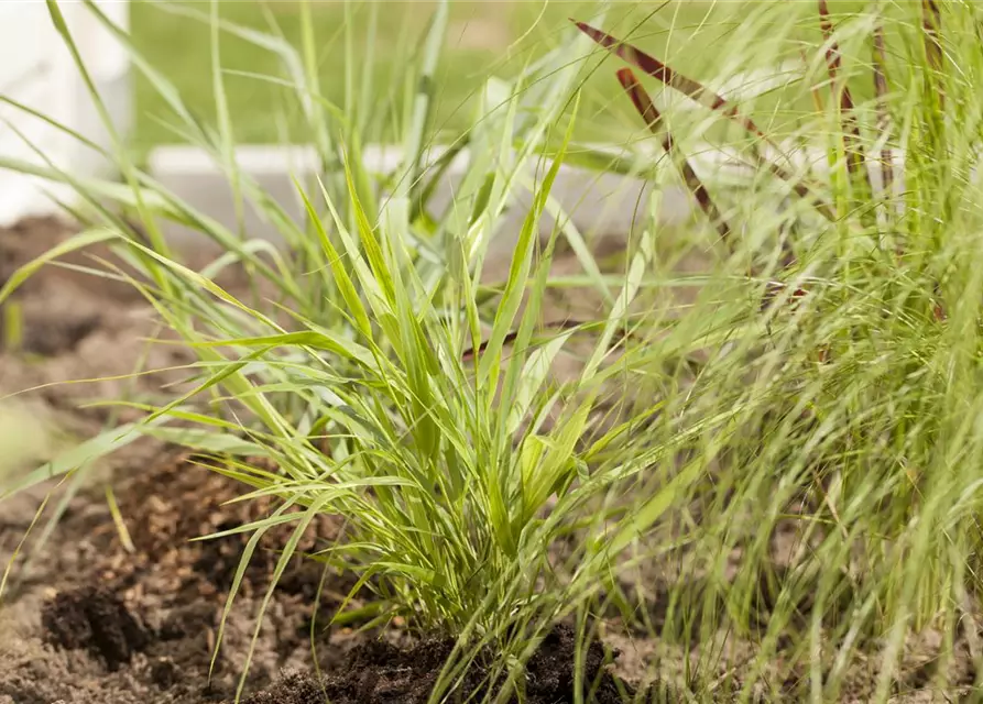 Hakonechloa macra