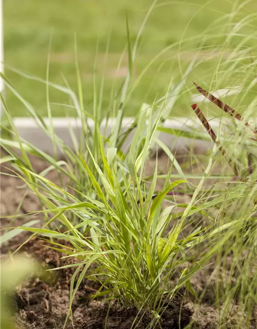 Hakonechloa macra