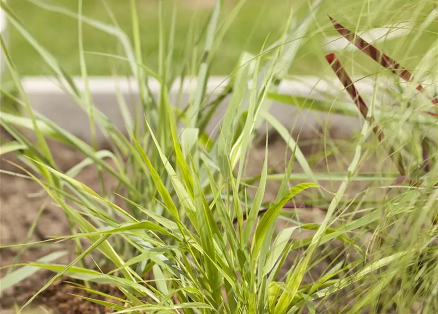 Hakonechloa macra