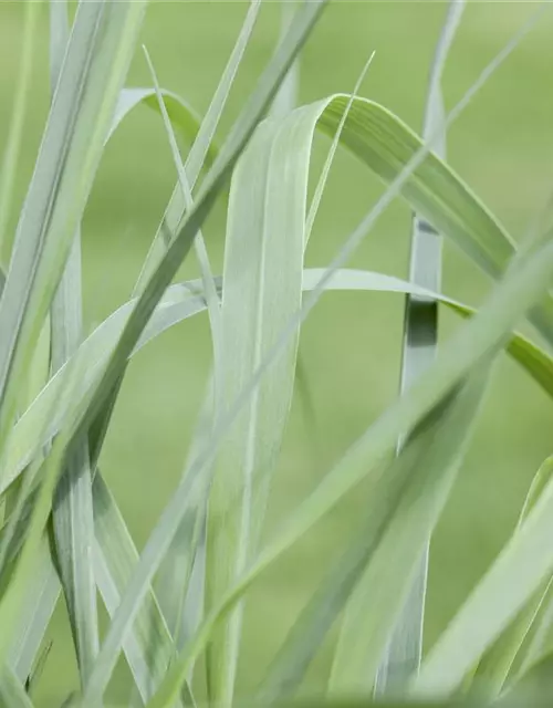 Hakonechloa macra