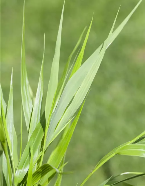 Hakonechloa macra