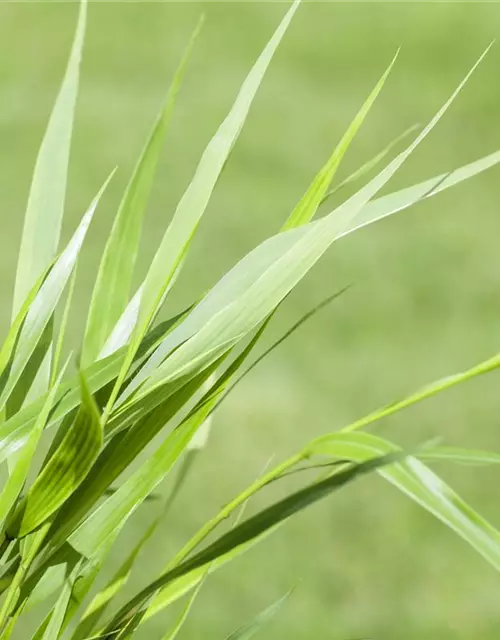 Hakonechloa macra