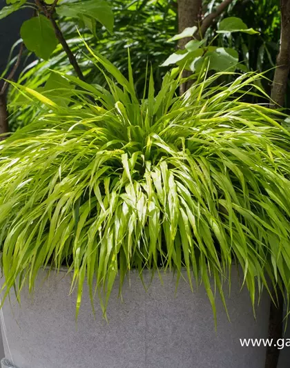 Hakonechloa macra