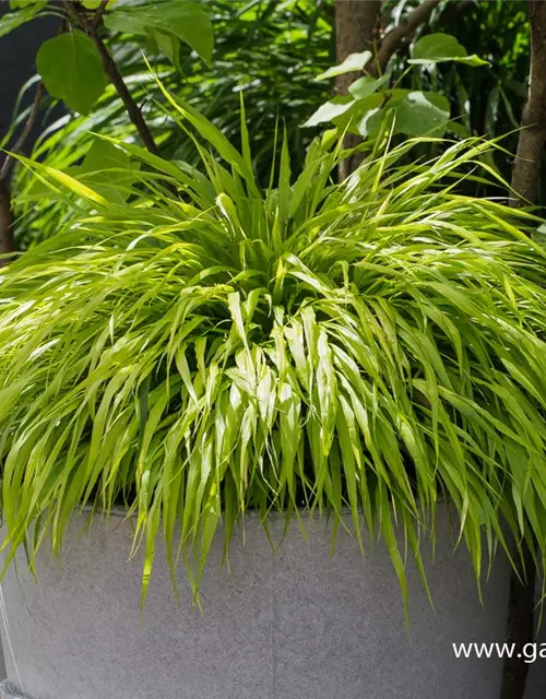 Hakonechloa macra