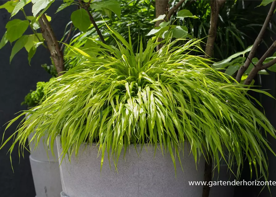 Hakonechloa macra