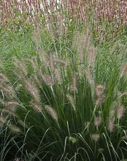 Garten-Federborstengras 'Hameln'