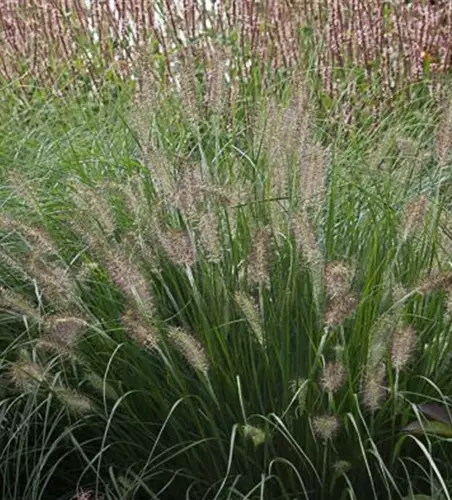 Garten-Federborstengras 'Hameln'