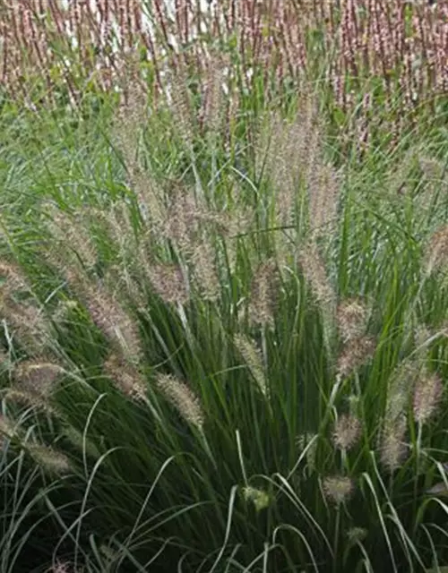 Garten-Federborstengras 'Hameln'