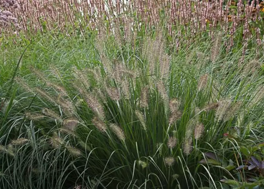 Garten-Federborstengras 'Hameln'