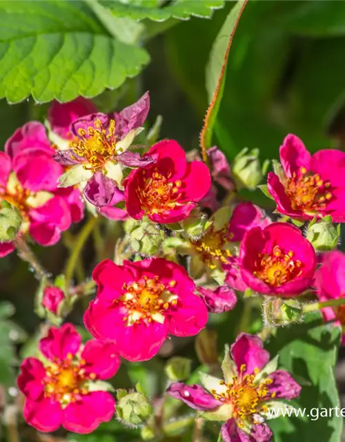 Garten-Zier-Erdbeere 'Red Ruby'