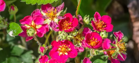 Garten-Zier-Erdbeere 'Red Ruby'