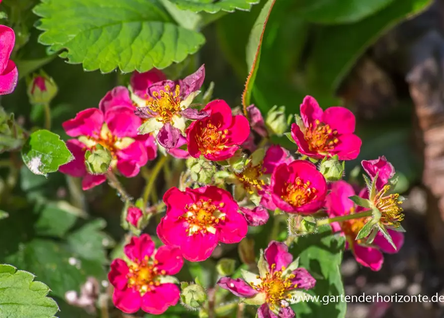 Garten-Zier-Erdbeere 'Red Ruby'