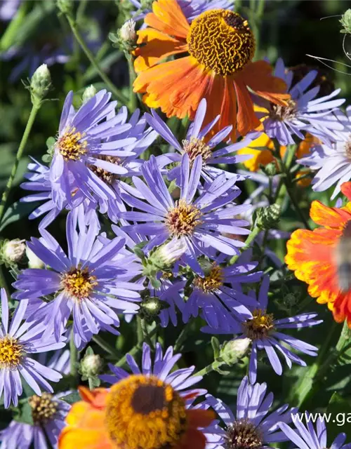 Herzblatt-Aster 'Twilight'