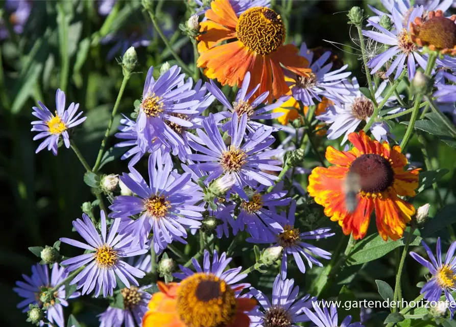 Herzblatt-Aster 'Twilight'