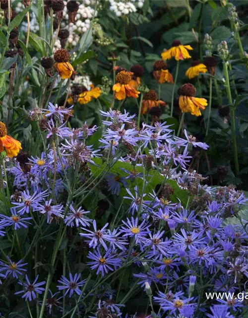 Herzblatt-Aster 'Twilight'