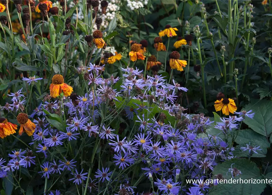 Herzblatt-Aster 'Twilight'