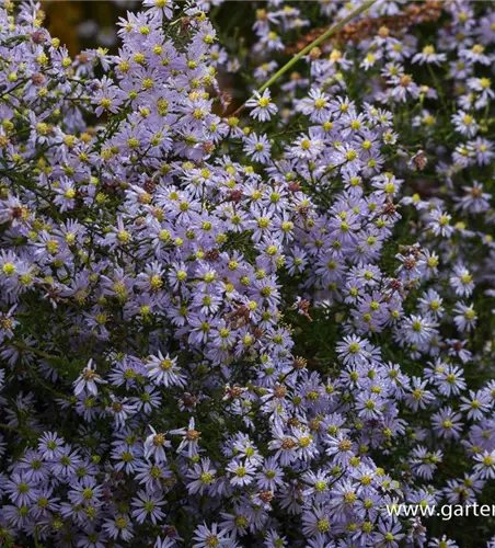 Garten-Schleier-Aster 'Photograph'