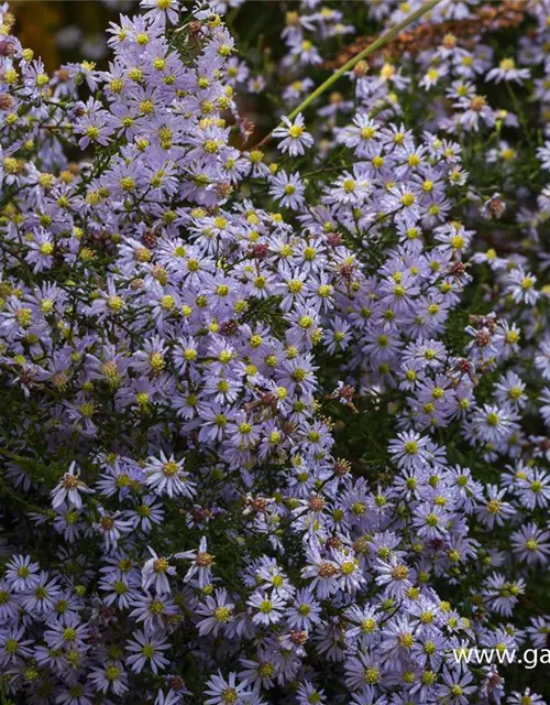 Garten-Schleier-Aster 'Photograph'