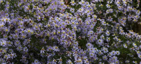 Garten-Schleier-Aster 'Photograph'