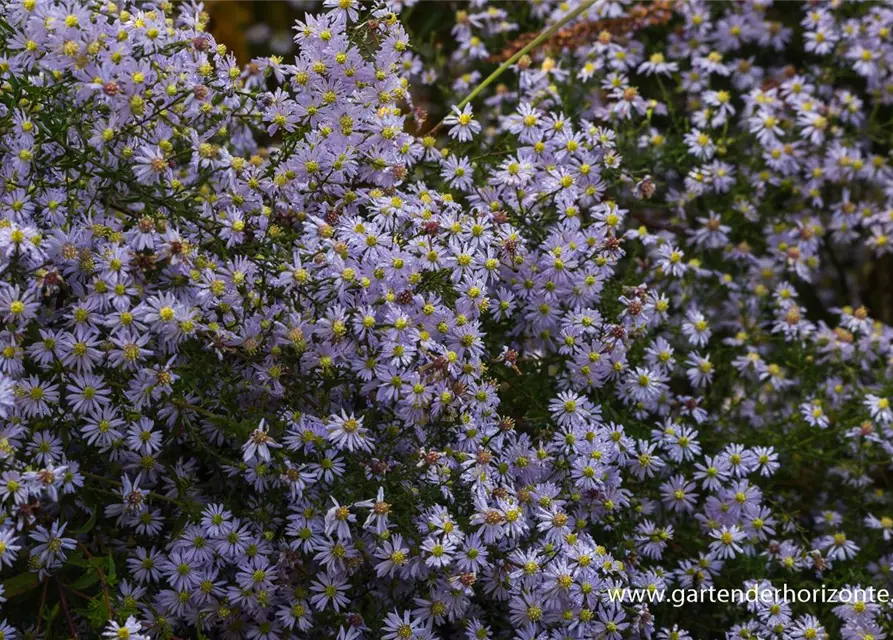 Garten-Schleier-Aster 'Photograph'