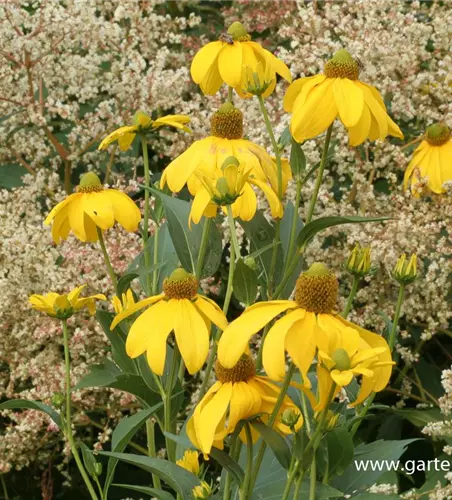 Garten-Fallschirm-Sonnenhut 'Juligold'