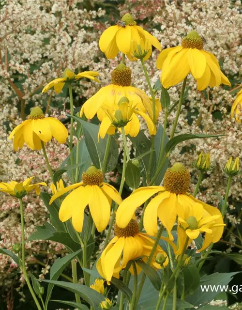 Garten-Fallschirm-Sonnenhut 'Juligold'