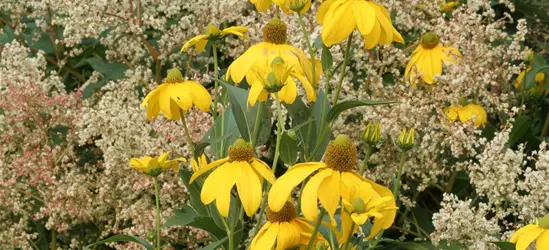 Garten-Fallschirm-Sonnenhut 'Juligold'