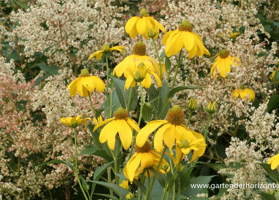 Garten-Fallschirm-Sonnenhut 'Juligold'