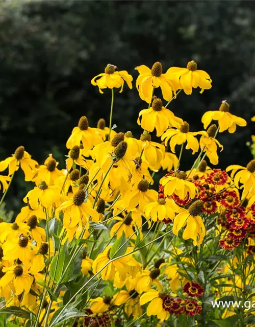 Garten-Fallschirm-Sonnenhut 'Juligold'