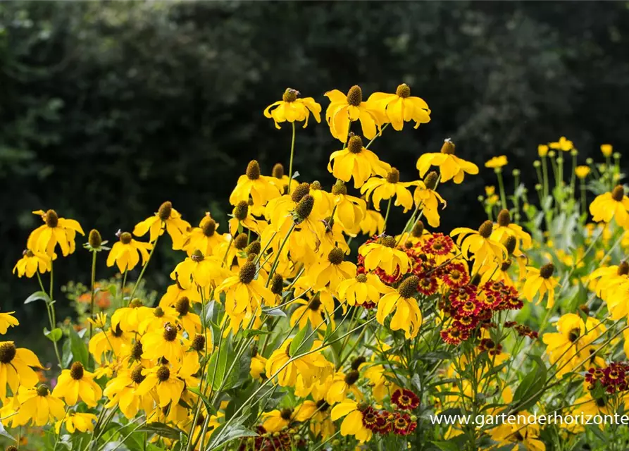 Garten-Fallschirm-Sonnenhut 'Juligold'