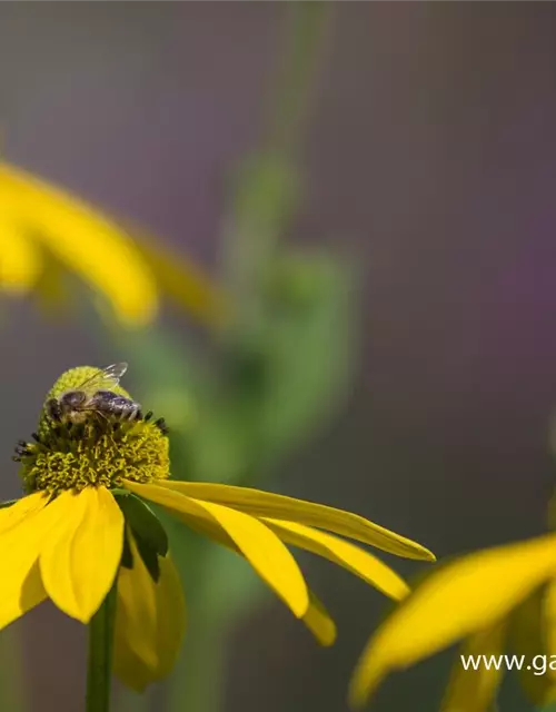 Garten-Fallschirm-Sonnenhut 'Juligold'