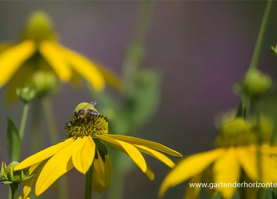 Garten-Fallschirm-Sonnenhut 'Juligold'