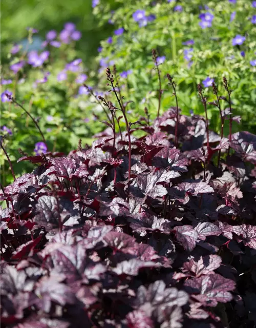 Heuchera micrantha 'Plum Pudding' -R-