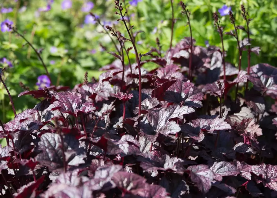 Heuchera micrantha 'Plum Pudding' -R-