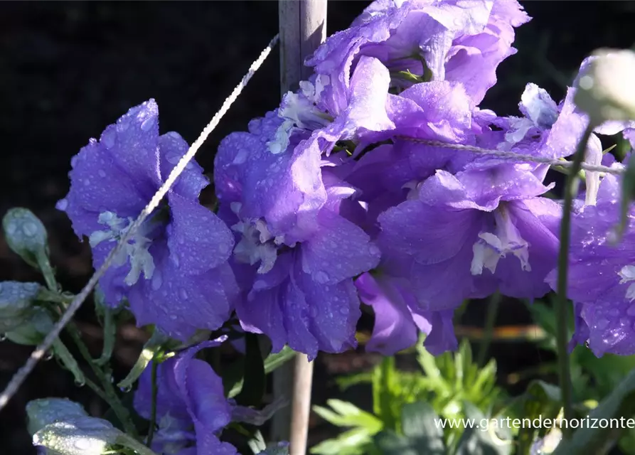 Hoher Garten-Rittersporn 'Delphi´s Misty'