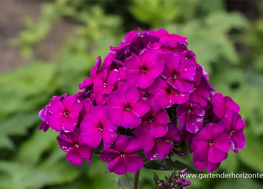 Hohe Garten-Flammenblume 'Düsterlohe'