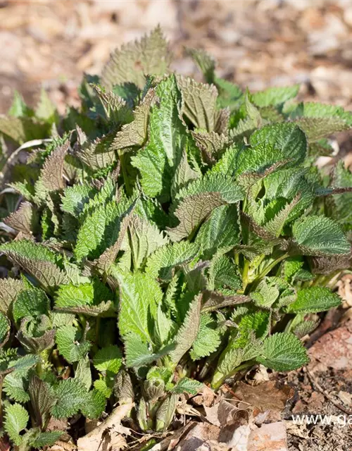 Lamium orvala