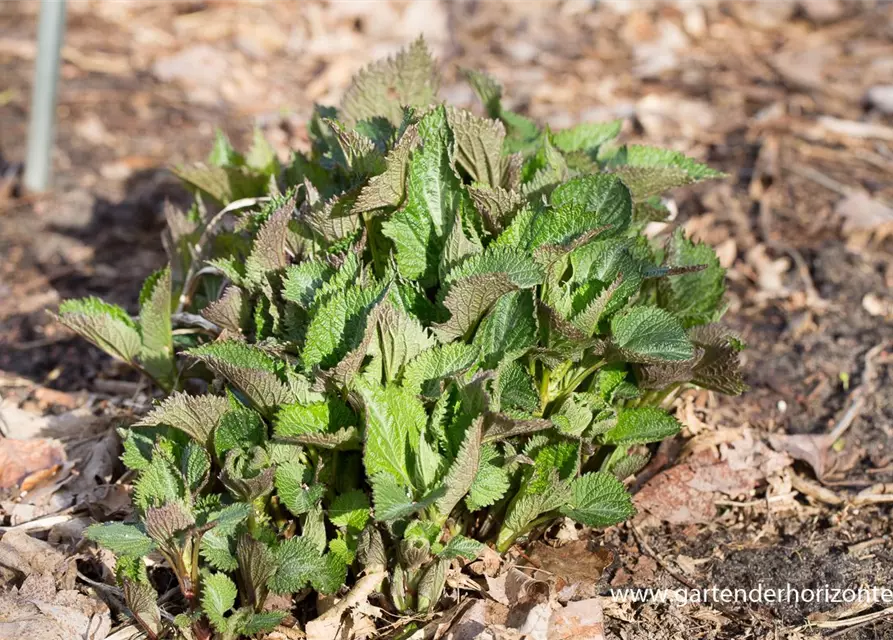 Lamium orvala