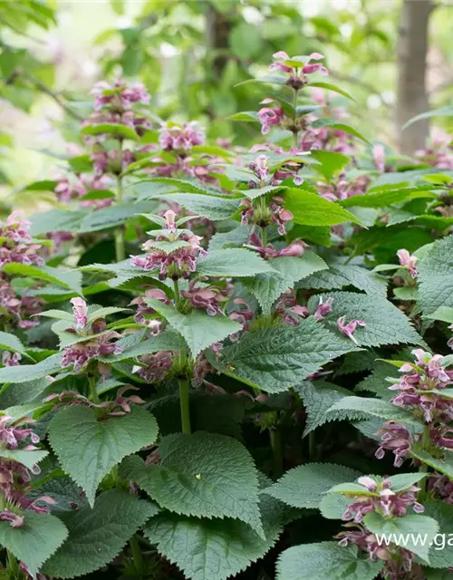 Lamium orvala