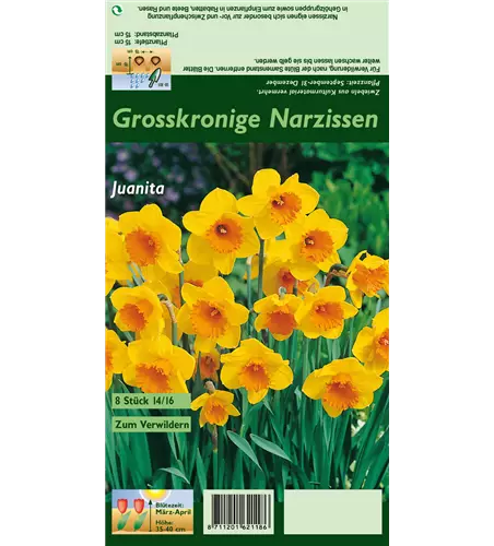 Großkronige Narzisse 'Juanita'